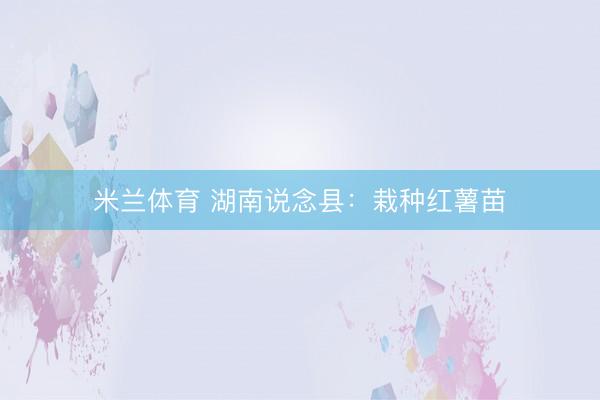 米兰体育 湖南说念县：栽种红薯苗