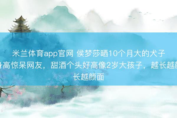 米兰体育app官网 侯梦莎晒10个月大的犬子，身高惊呆网友，甜酒个头好高像2岁大孩子，越长越颜面
